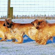 Maddie Layla and Willis