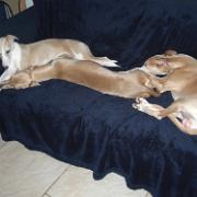 Ziggy Magic and Amber