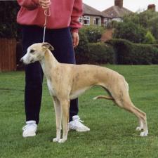 Whippets